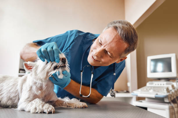 Best Emergency Dentist for Special Needs Patients in Ferndale, CA